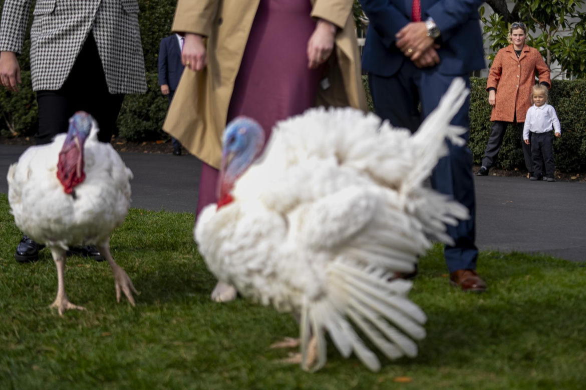 Indory u prezydenta USA! Joe Biden ułaskawił ptactwo