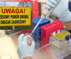 Alarm w Małopolsce! Nowe ognisko choroby wirusowej