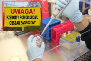 Alarm w Małopolsce! Nowe ognisko choroby wirusowej