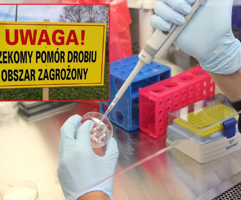 Alarm w Małopolsce! Nowe ognisko choroby wirusowej. Wojewoda wydał rozporządzenie