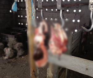 Policja rozbiła grupę złodziei bydła. Pięciu mężczyzn z zarzutami