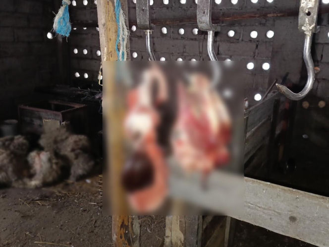 Policja rozbiła grupę złodziei bydła. Pięciu mężczyzn z zarzutami