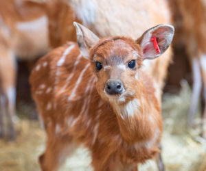 We wrocławskim zoo urodziły się 4 sitatungi