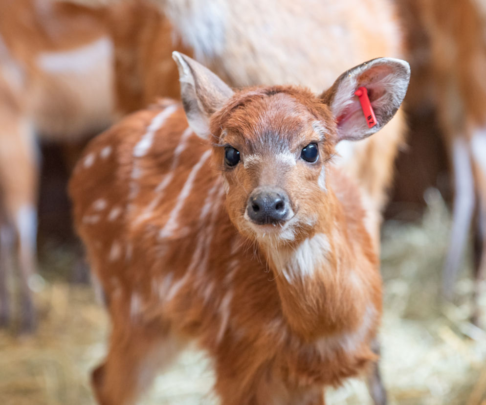 We wrocławskim zoo urodziły się 4 sitatungi