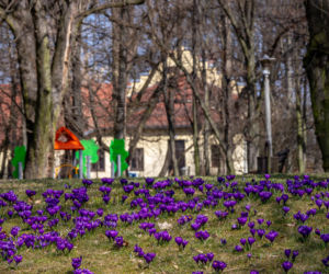 Krokusy w Parku w Skawinie