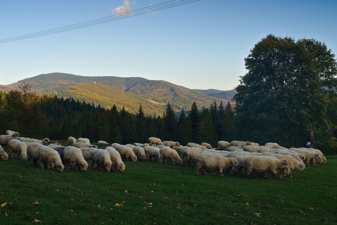 Zawoja