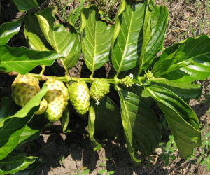 NONI (morwa indyjska) – działanie i właściwości noni