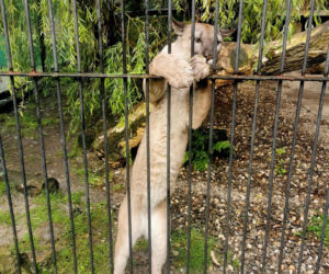 Trzymał w domu pumę. Został skazany