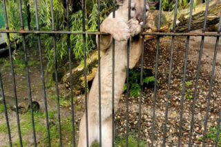 Trzymał w domu pumę. Został skazany