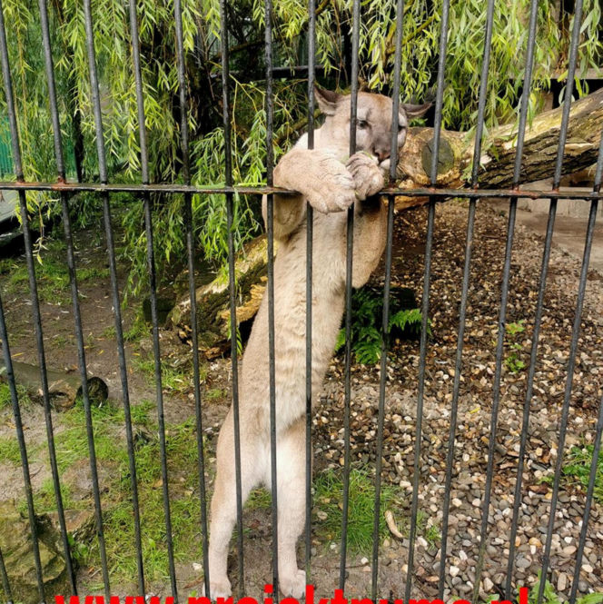 Trzymał w domu pumę. Został skazany