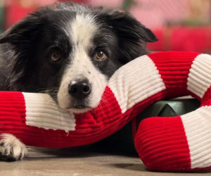  Wspólnie dla zwierząt - Spełnij marzenia zwierząt w schroniskach! Rusza wielka świąteczna akcja charytatywna Maxi Zoo 