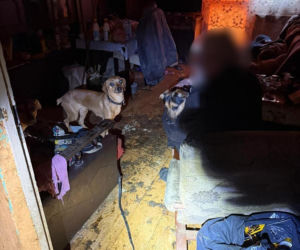 Psy żyły w koszmarnych warunkach