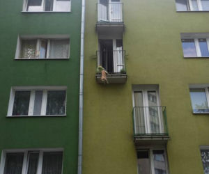 Pies uwięziony w barierce balkonu