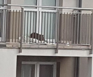 Pies zamknięty na balkonie [ZOBACZ ZDJĘCIA]