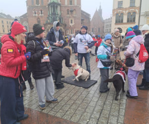 34. finał WOŚP w Krakowie. Golden Retrievery na Rynku Głównym