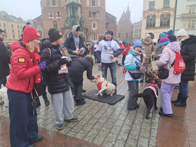 34. finał WOŚP w Krakowie. Golden Retrievery na Rynku Głównym