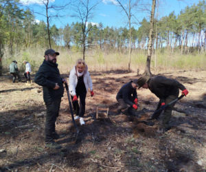 W Lesie Sekulskim rośnie już kilkaset nowych, młodych buków! Drzewa zasadzili członkowie siedleckiego samorządu i leśnicy