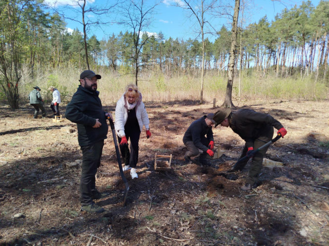 W Lesie Sekulskim rośnie już kilkaset nowych, młodych buków! Drzewa zasadzili członkowie siedleckiego samorządu i leśnicy