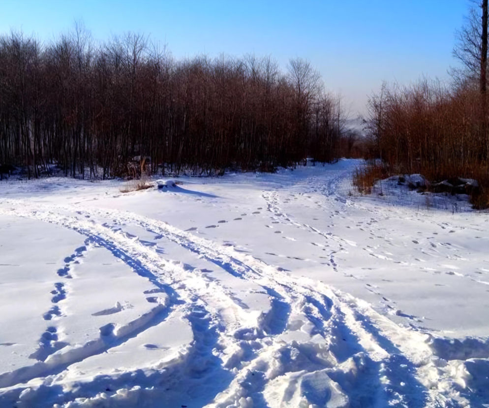 Wspólne patrole pod Tarnowem: 500 zł mandatu za wjazd do lasu 