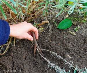 Rozmnazanie lawendy
