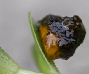 Poskrzypka liliowa