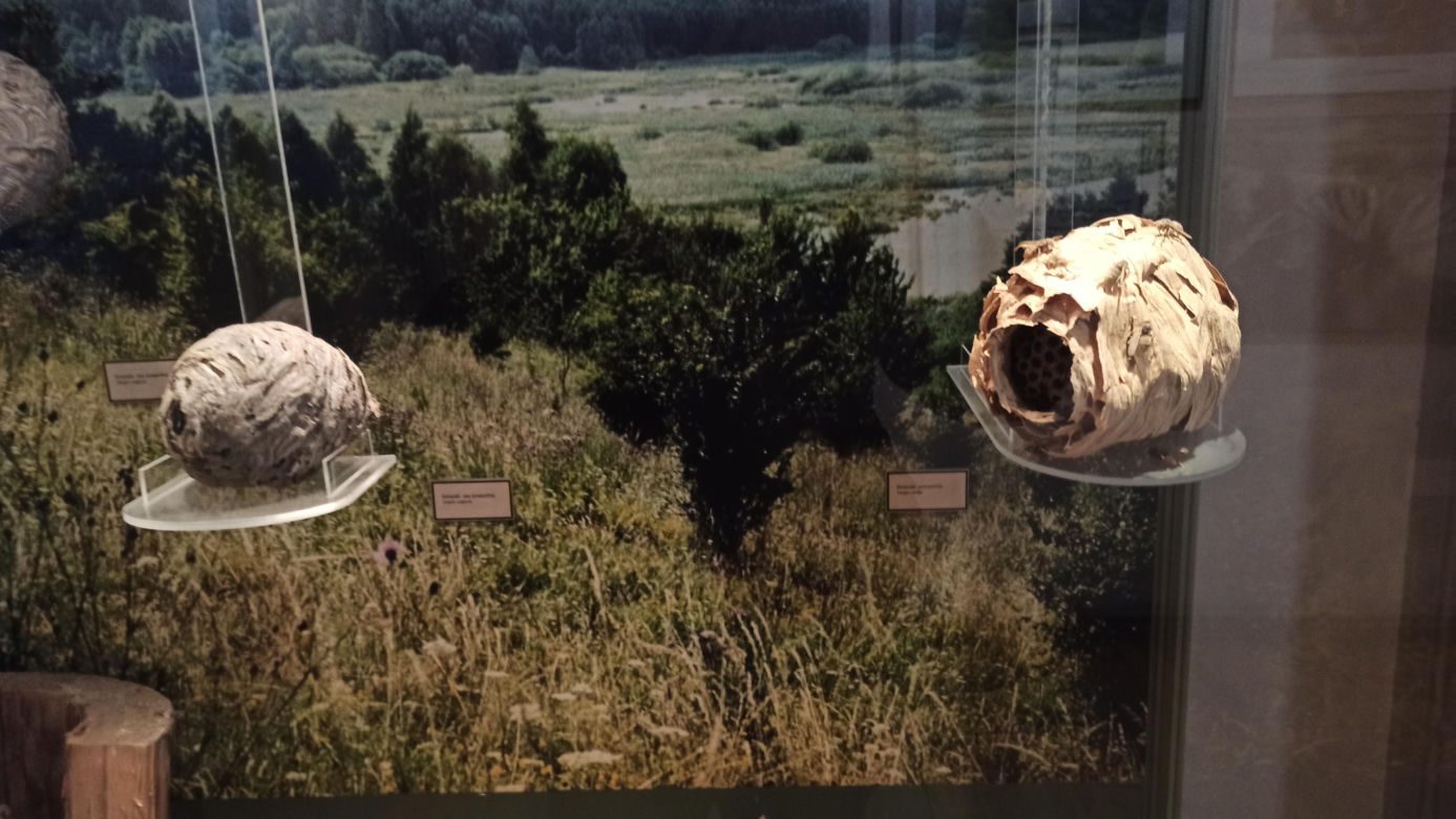 Muzeum Przyrody w Olsztynie. Poznajcie faunę oraz florę Warmii i Mazur