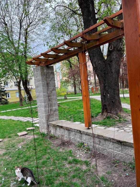 Cztery nowe pomniki przyrody w Lublinie. To olbrzymy, które w obwodzie mają razem prawie 16 metrów!