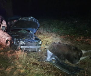 Łódzkie: Potężny ŁOŚ wbiegł wprost pod auto! Dramatyczne skutki zderzenia