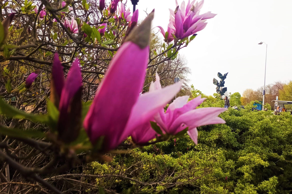 Magnolie w Szczecinie