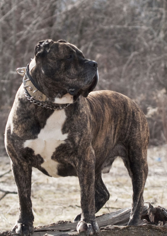Dog kanaryjski
