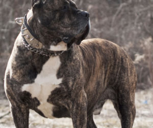 Dog kanaryjski