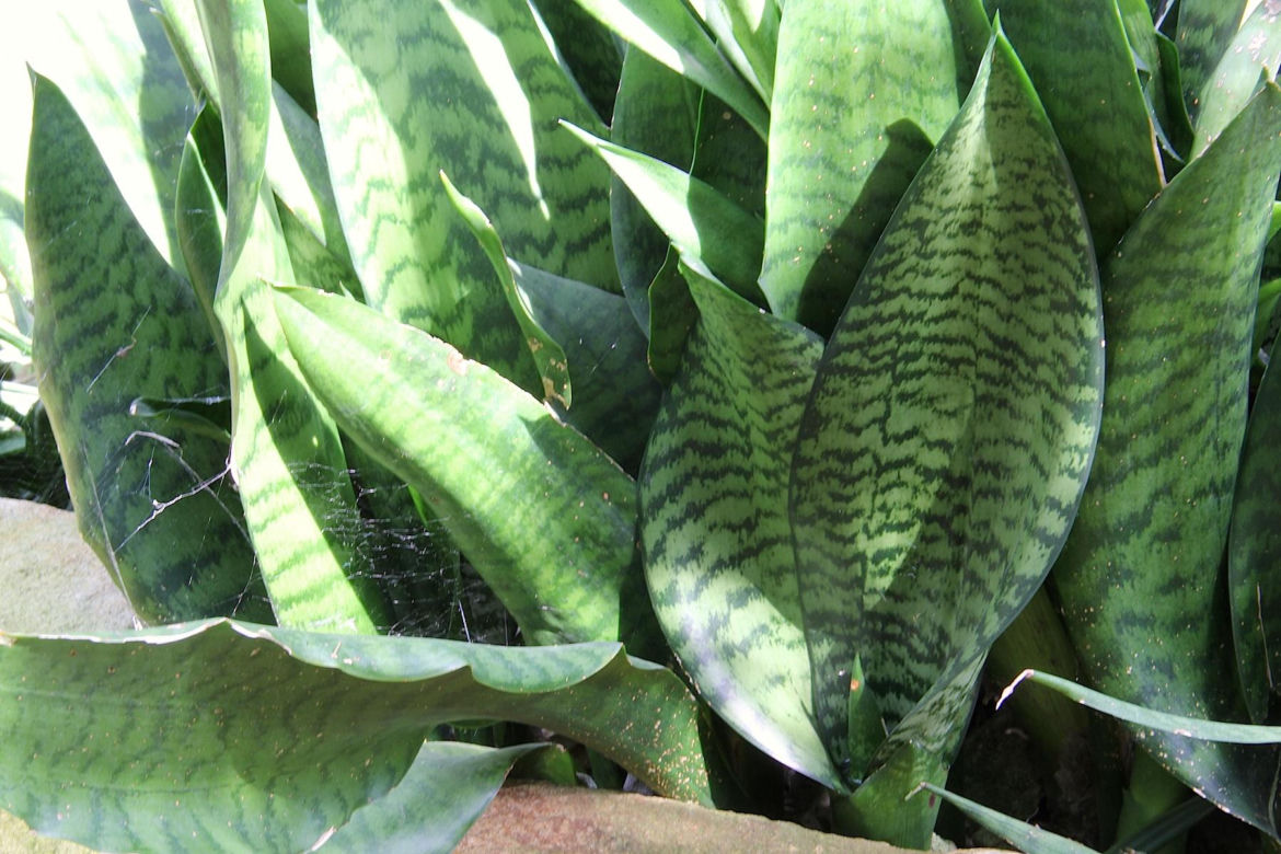 Sansevieria