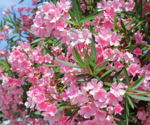 Oleander