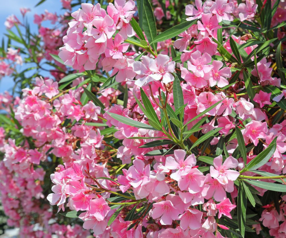 Oleander