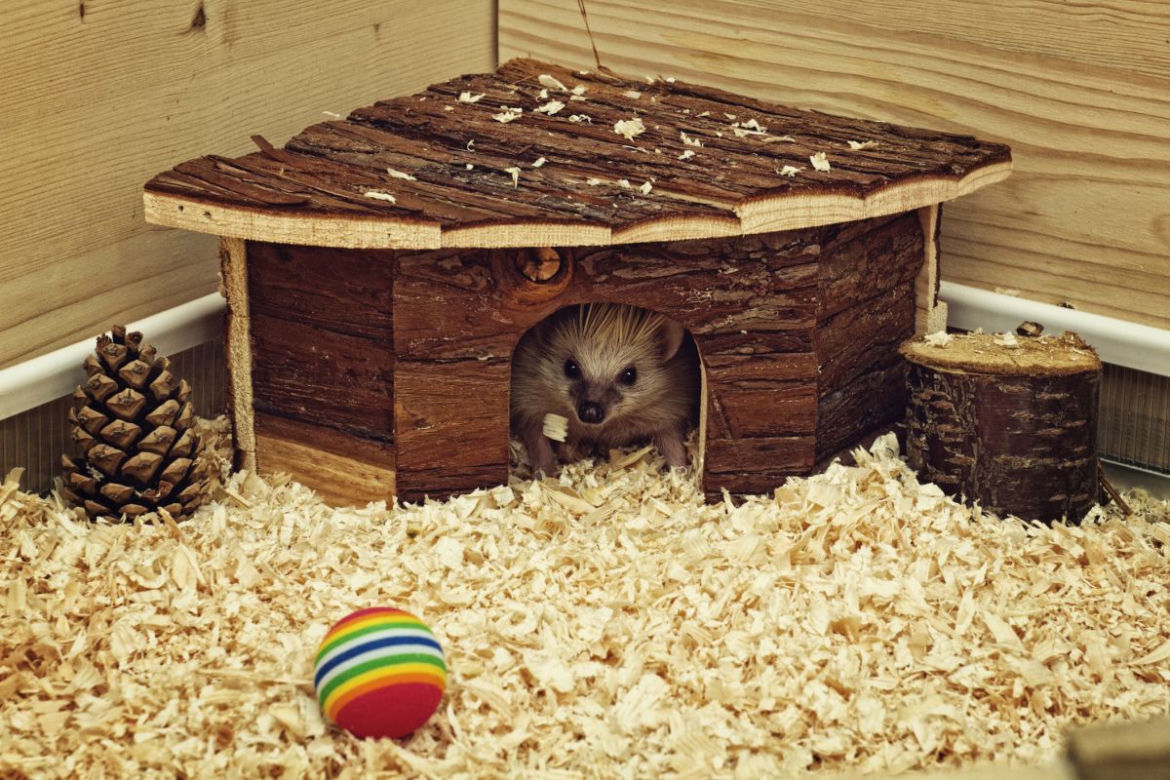 Domek dla jeża