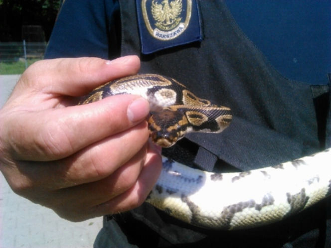 Co kwadrans ratują zwierzaka