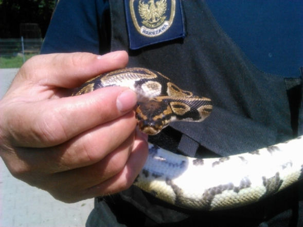 Co kwadrans ratują zwierzaka