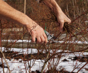 Zrób to zimą z borówką amerykańską. Bez tego zabiegu zamiast owoców latem 2026 ujrzysz puste pędy, a krzew będzie chorować. Wiele osób zapomina o tym zabiegu borówki amerykańskiej