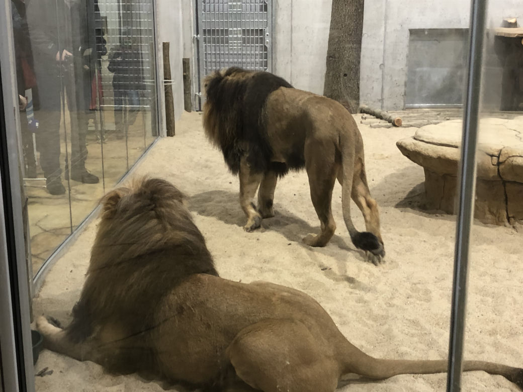 Lwy w opolskim zoo