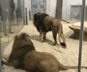 Lwy w opolskim zoo