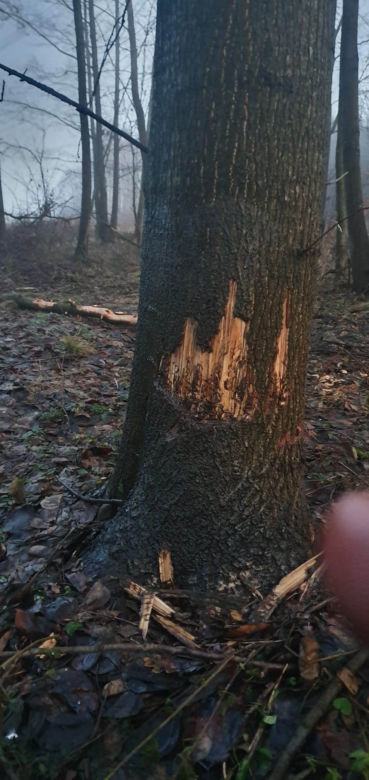 Zanieczyszczenia w Nowej Jastrząbce 