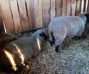 Żywa szopka w Żydowcach