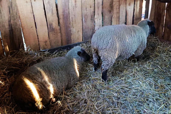 Żywa szopka w Żydowcach