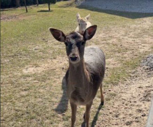 Szokujące nagranie z ogrodu Ewy Gawryluk! Takich gości się nie spodziewała