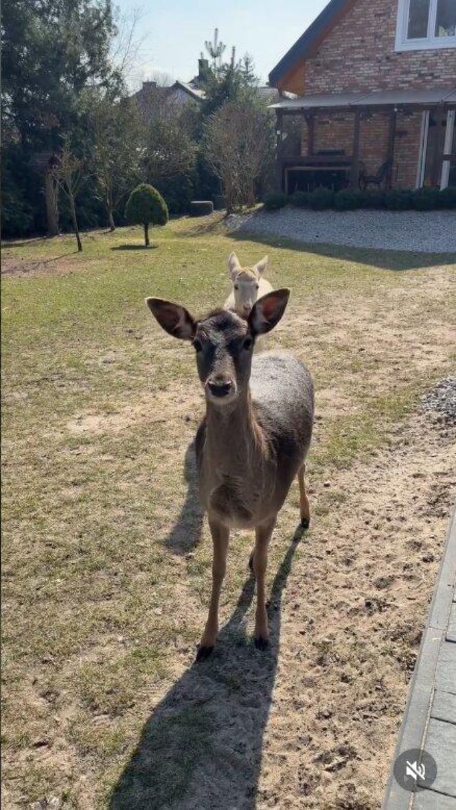 Szokujące nagranie z ogrodu Ewy Gawryluk! Takich gości się nie spodziewała
