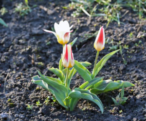 Tulipany Kaufmanna