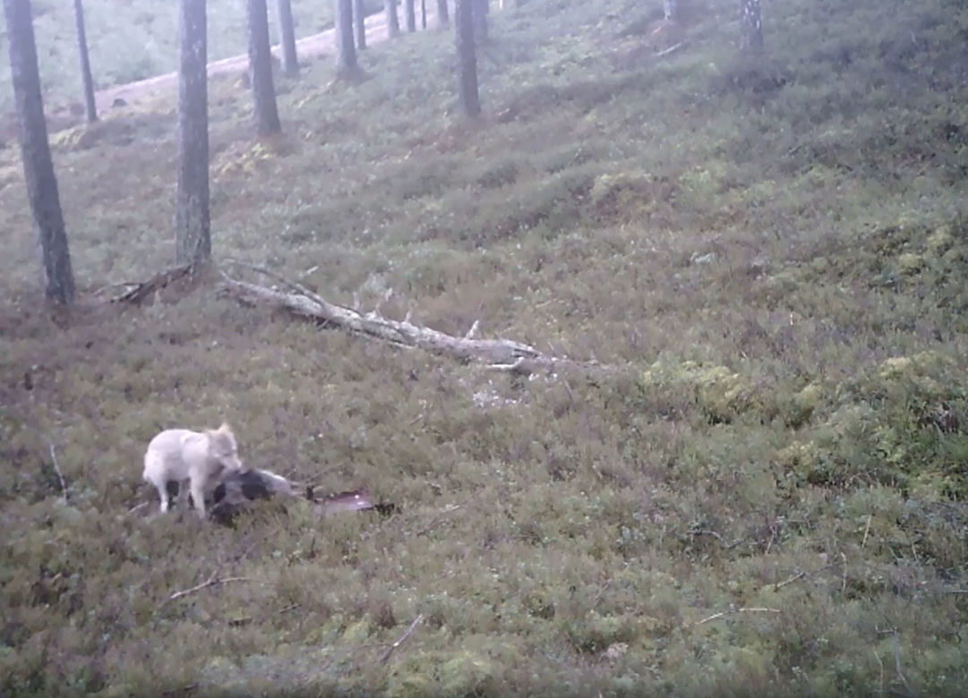 Biały wilk i jego ofiara uchwycone przez kamerę. Fascynujące nagranie z Pomorskiego [ZDJĘCIA]