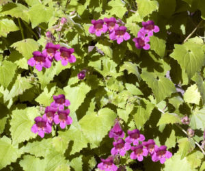Asarina pnąca - Asarina scandens
