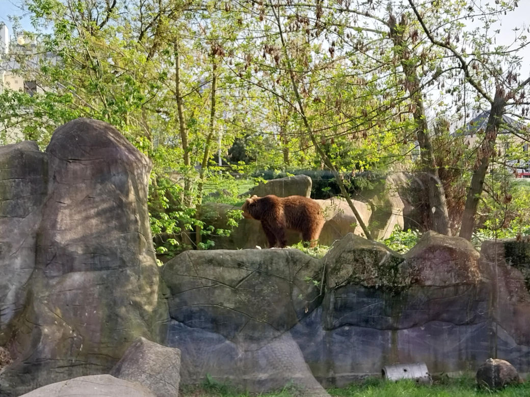 Wiosenny spacer w zamojskim zoo