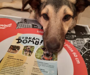 Pies szuka domu na opakowaniu pizzy. Niesamowita akcja porusza serca! [ZDJĘCIA]